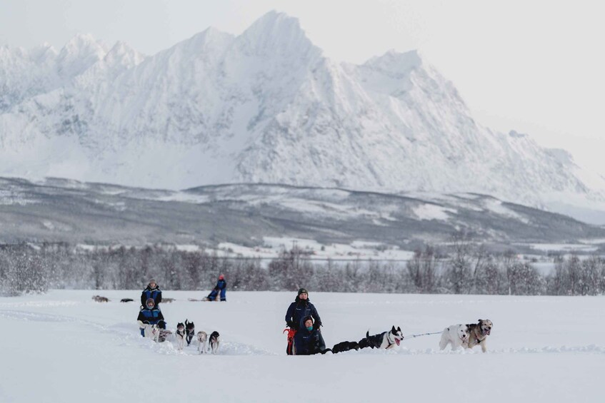 Picture 1 for Activity From Tromsø: Husky Experience with Self-Drive Dog Sled Ride