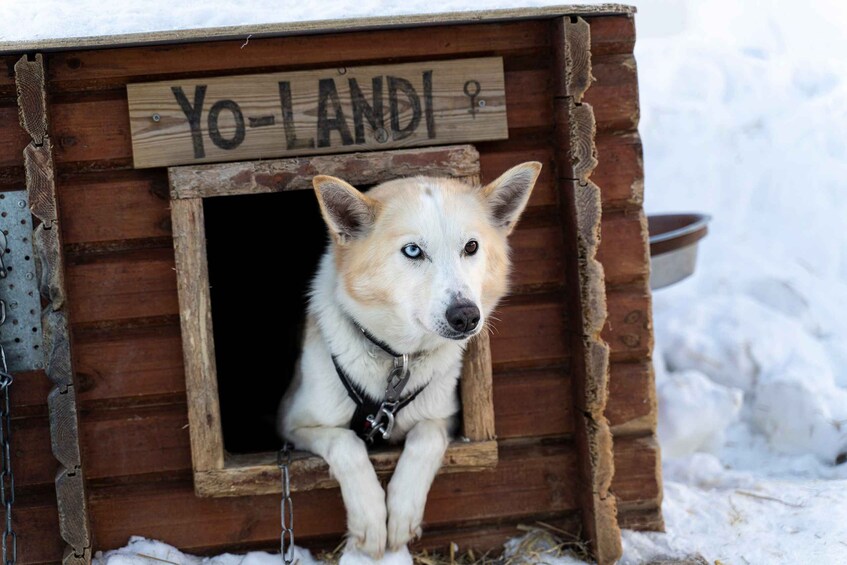 Picture 4 for Activity From Tromsø: Husky Experience with Self-Drive Dog Sled Ride