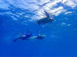 Snorkel with Green Sea Turtles on Kauai's South Shore