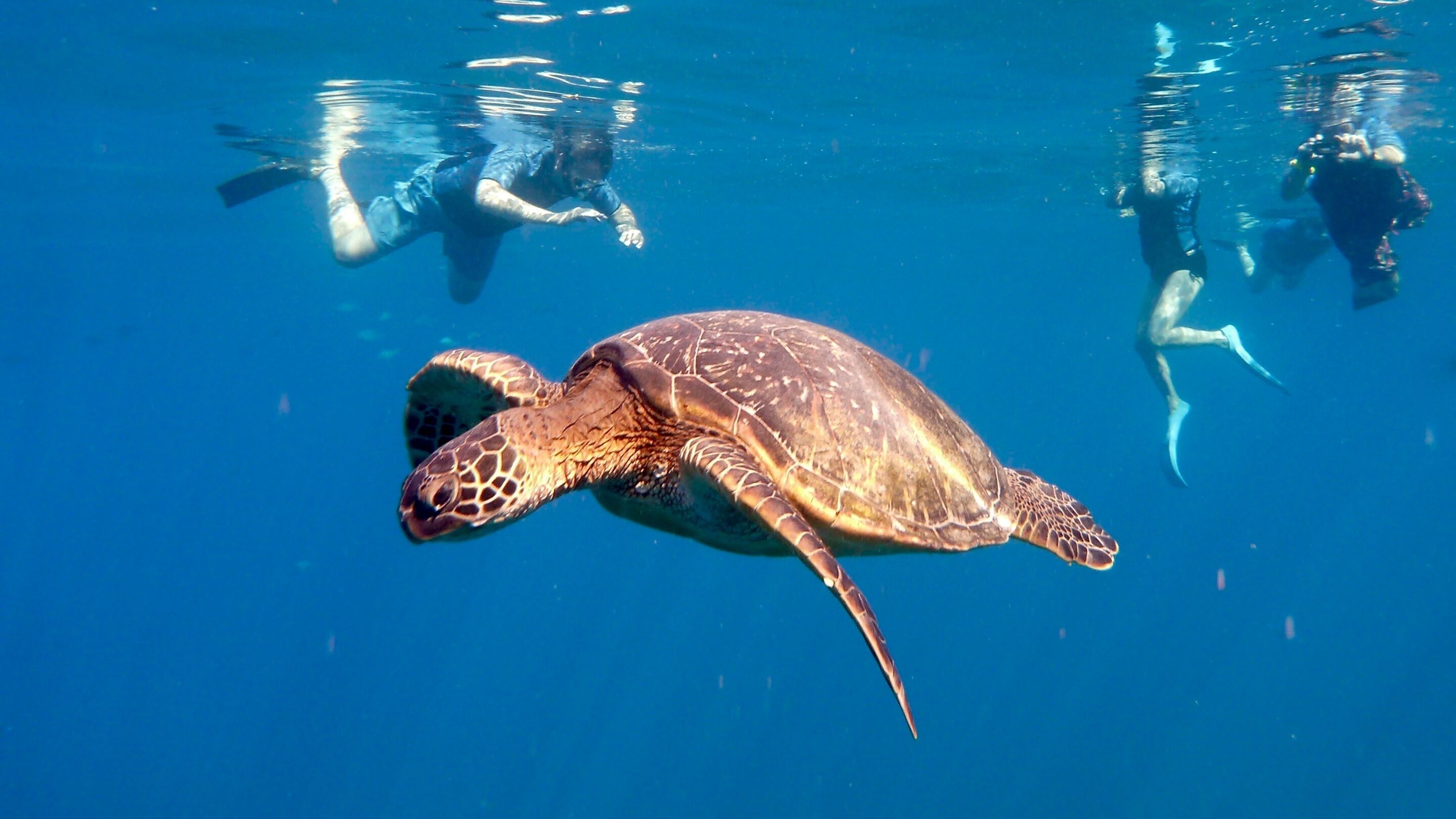 kauai sea turtle snorkeling tour