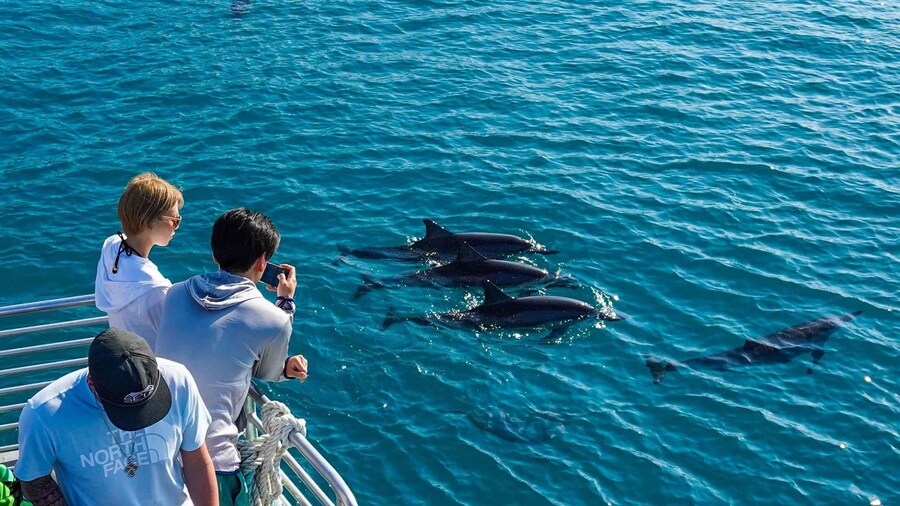 Oahu: Dolphin Watch, Turtle Snorkel, Waterslide Activities,