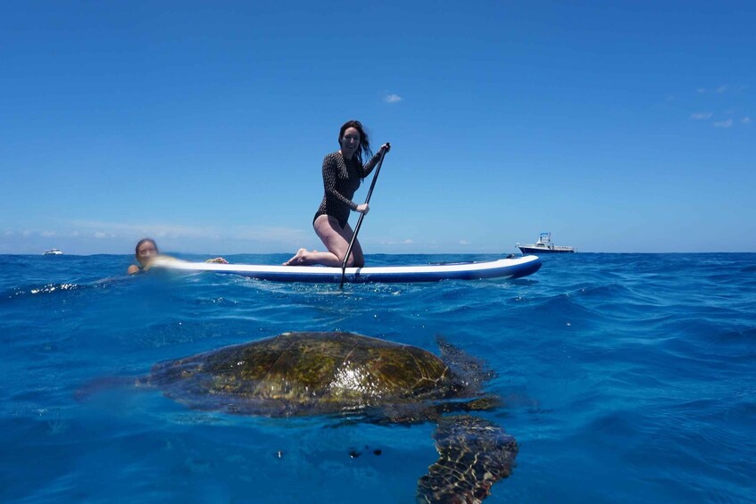 Picture 3 for Activity Oahu: Dolphin Watch, Turtle Snorkel, Waterslide Activities,