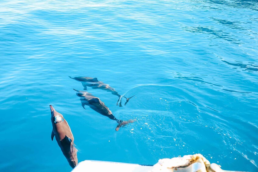 Picture 9 for Activity Oahu: Dolphin Watch, Turtle Snorkel, Waterslide Activities,