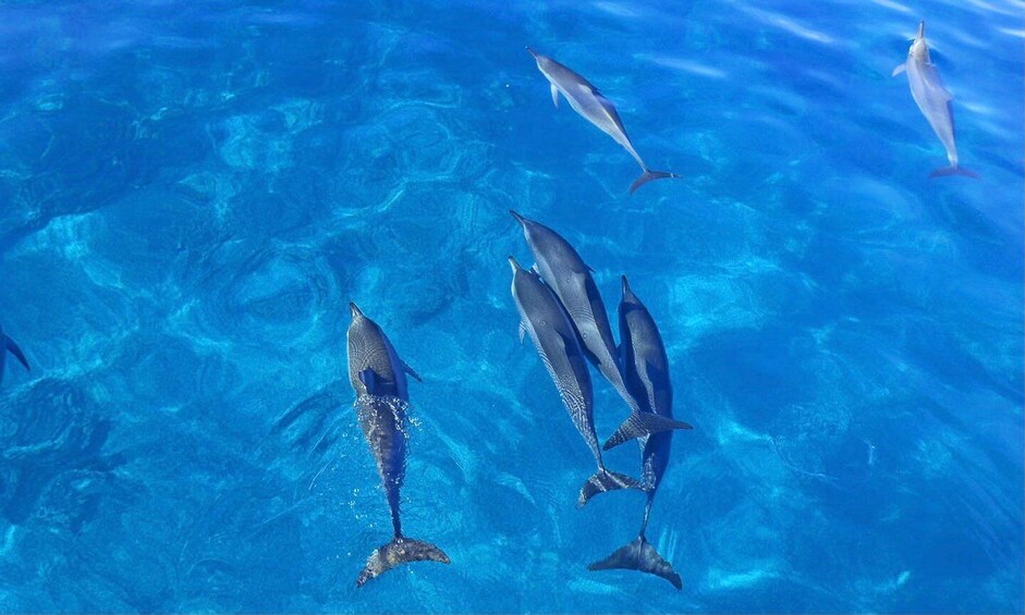 Picture 14 for Activity Oahu: Dolphin Watch, Turtle Snorkel, Waterslide Activities,