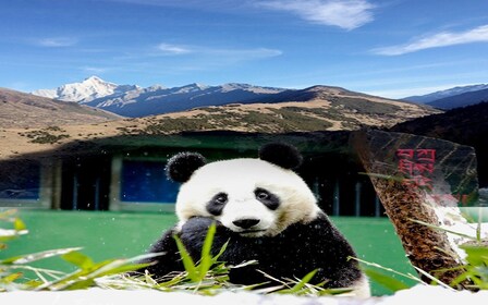 2 päivää Mt. Siguniang+Wolong panda retki Chengdusta käsin