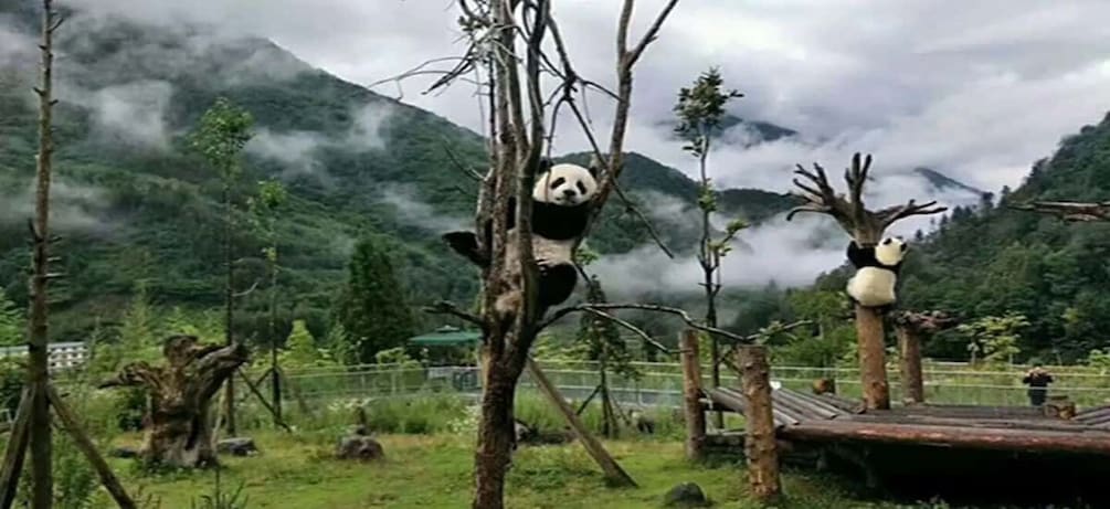 Picture 4 for Activity 2 days Mt. Siguniang+Wolong panda tour from Chengdu