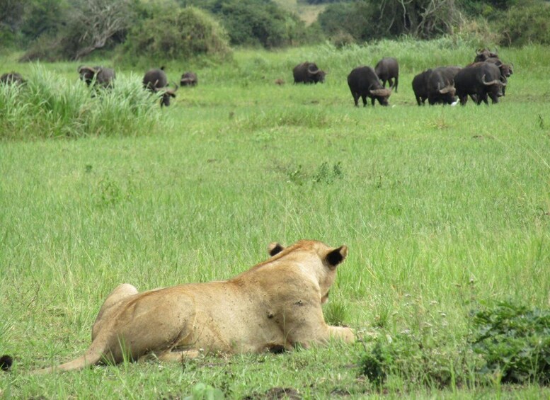 2-Days Akagera Game Drive with a Boat Ride.
