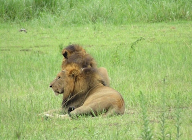 2-Day Akagera Game Drive, Boatride & Safari resort overnight