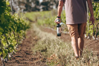 Demi-journée dans un domaine viticole depuis Colonia Del Sacramento