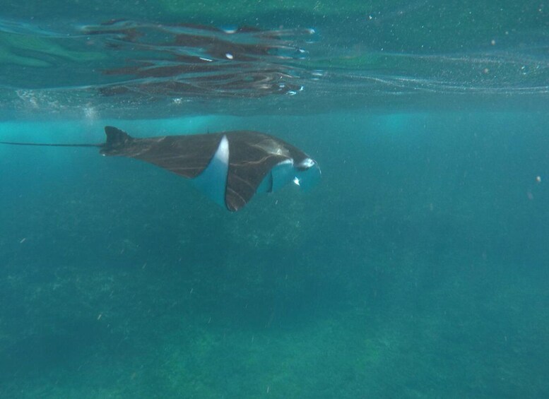 Picture 2 for Activity Manta Tour in Nusa Lembongan and Nusa Penida