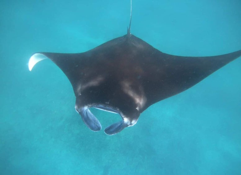 Picture 1 for Activity Manta Tour in Nusa Lembongan and Nusa Penida