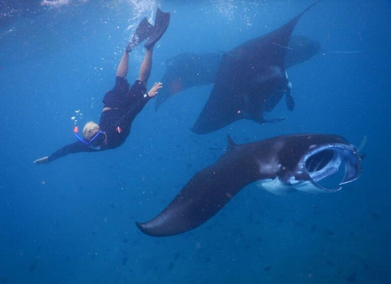 Manta Tour in Nusa Lembongan and Nusa Penida