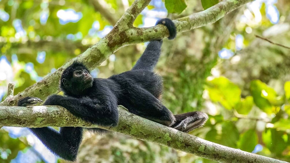 Picture 2 for Activity Puerto Maldonado: Kayak and Zip Line Adventure + Monkey Isla