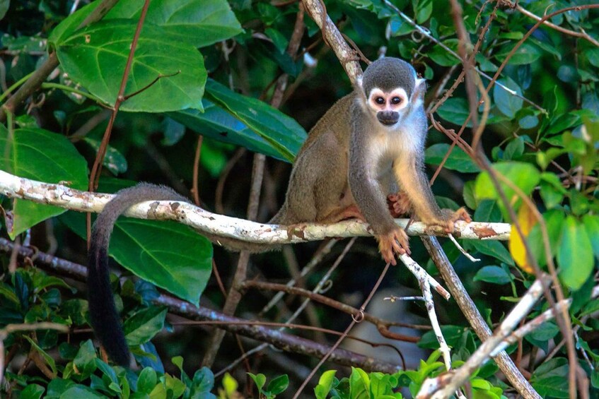 Picture 3 for Activity Puerto Maldonado: Kayak and Zip Line Adventure + Monkey Isla