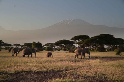 Desde Nairobi: viaje de safari de 7 días a Kenia con comidas y transporte