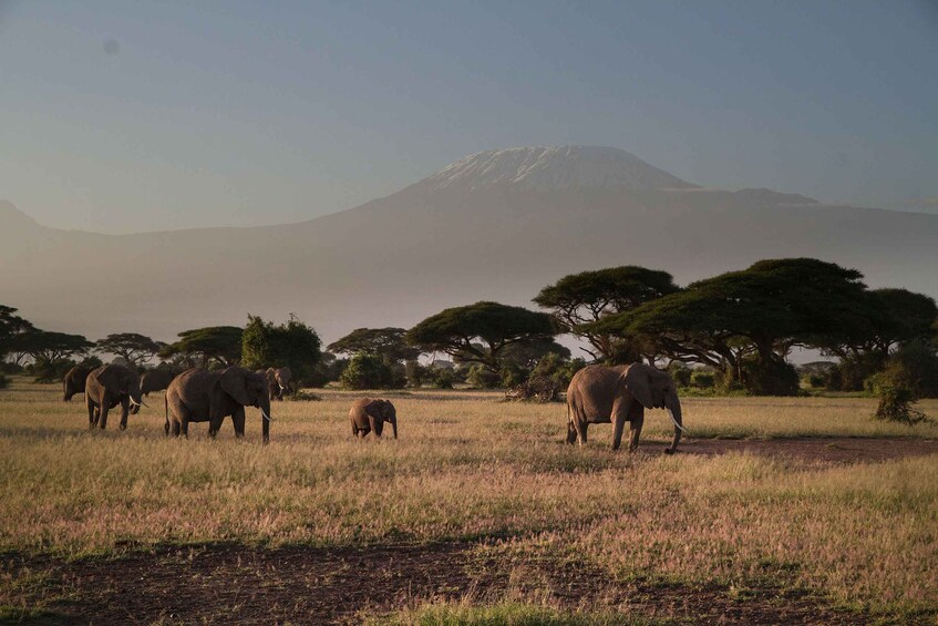 From Nairobi: 7-Day Kenya Safari Trip with Meals & Transport