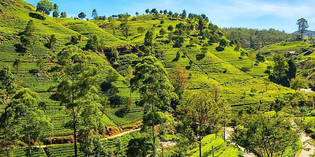 Picture 9 for Activity From Negombo or Colombo: 5-Day Central Highlands Tour