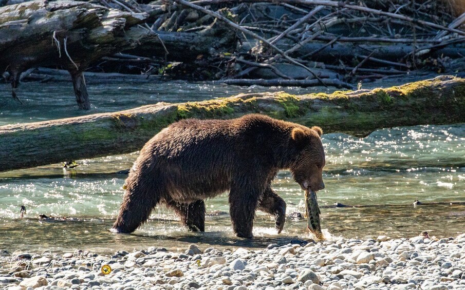 Picture 2 for Activity Campbell River: Full-Day Grizzly Bear Tour