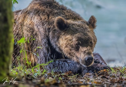 Campbell River: Full-Day Grizzly Bear Tour With Lunch