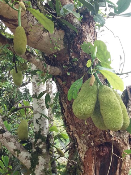 Picture 3 for Activity Enjoy the outskirts of Ocho Rios by visiting the rural areas