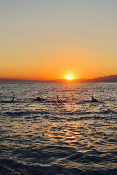 Picture 1 for Activity Portofino Sunset cruise with Aperitif