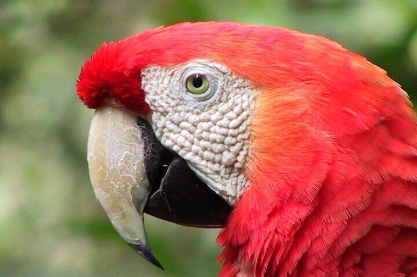 Scarlet macaw at the Bird Park