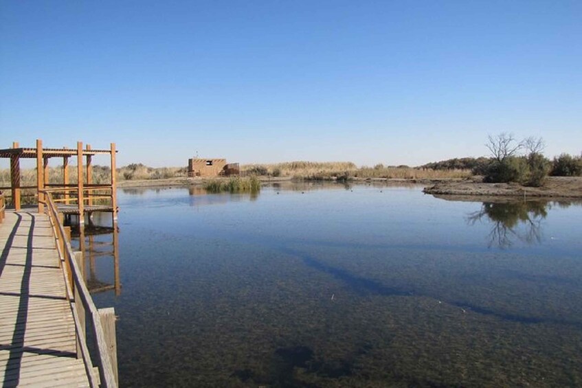 Picture 5 for Activity Amman - Desert Castles & Azraq Wetland Reserve Full Day Trip