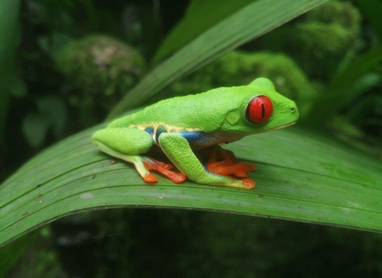 From San Jose: La Paz Waterfall Gardens Guided Day Tour