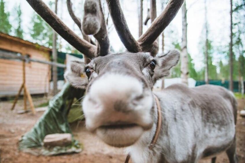 Meeting Santa Claus, the Reindeers and Huskies in Lapland