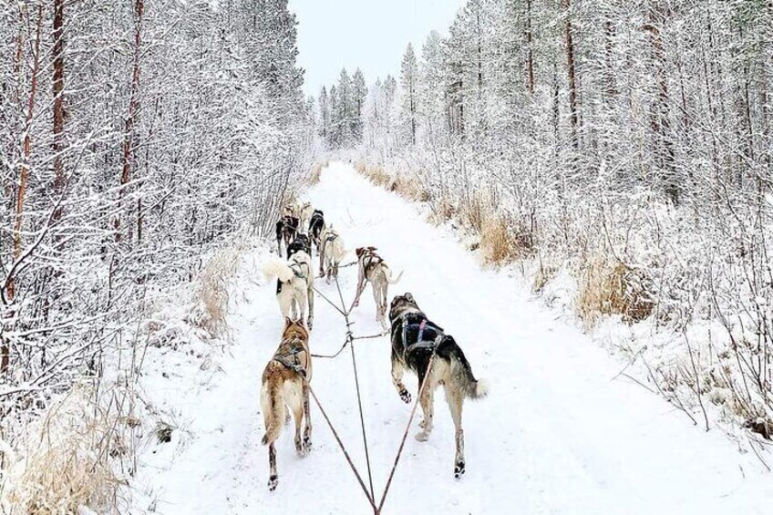 Husky Ride in the Arctic Forest.