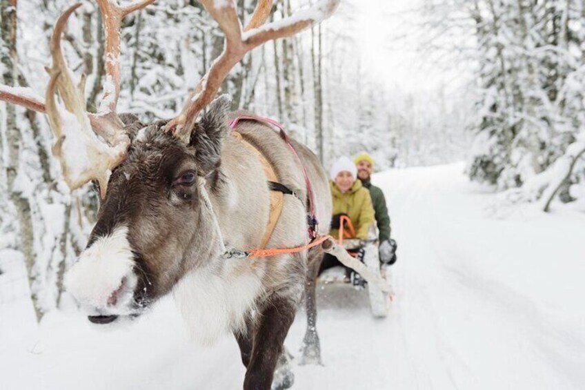 Meeting Santa Claus, the Reindeers and Huskies in Lapland