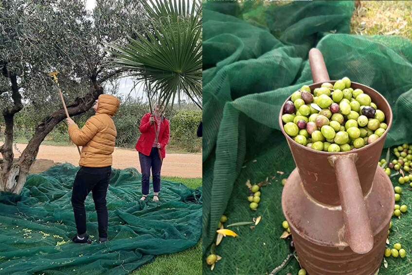 Picture 1 for Activity Partinico: Olive Harvest with Wine Tasting and Brunch