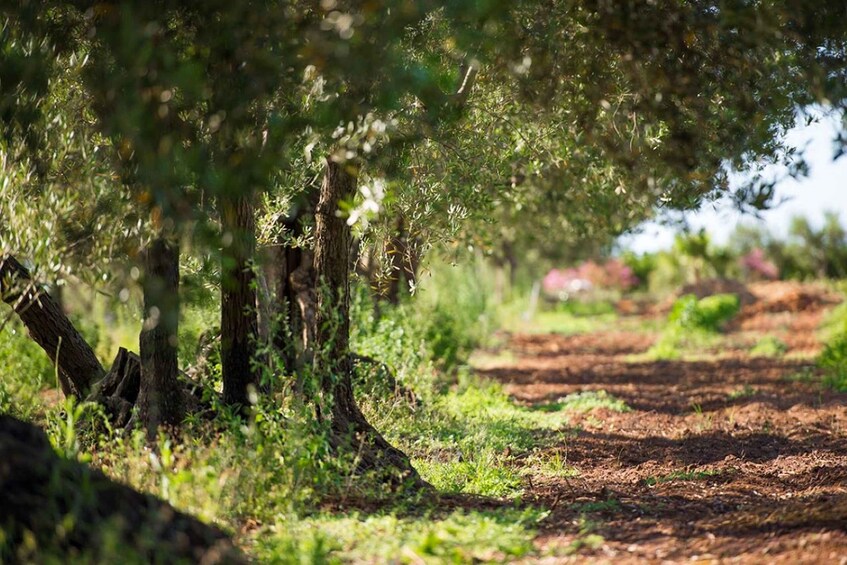 Picture 2 for Activity Partinico: Olive Harvest with Wine Tasting and Brunch