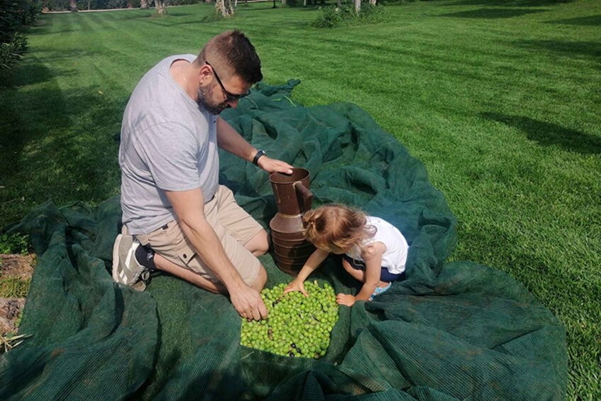 Picture 4 for Activity Partinico: Olive Harvest with Wine Tasting and Brunch