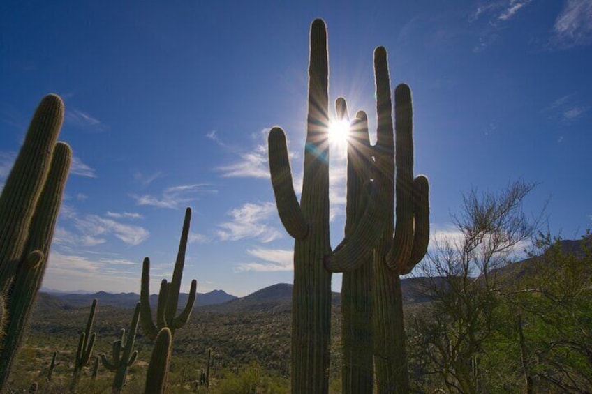 Iconic Tom's Thumb Hiking Adventure in Scottsdale