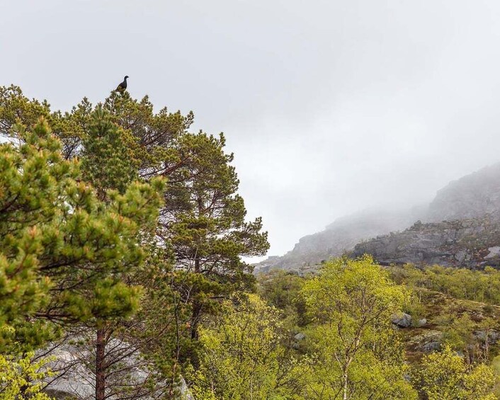 Picture 9 for Activity Stavanger: Preikestolen Classic Hike and Side Trail