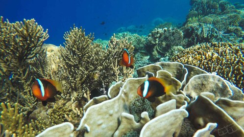 Bali : Plongée en apnée blue lagoon tout compris et visite optionnelle