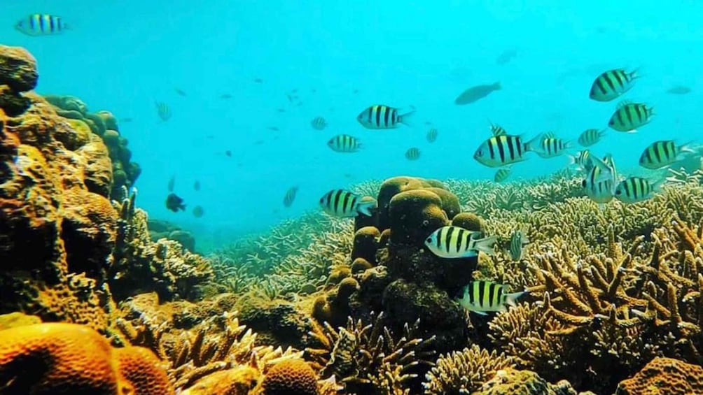 Picture 6 for Activity Bali: All-Inclusive Blue Lagoon Snorkeling & Optional Tour