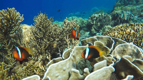 Bali: Snorkling Snorkling i Blå lagunen med all inclusive och valfri rundtu...