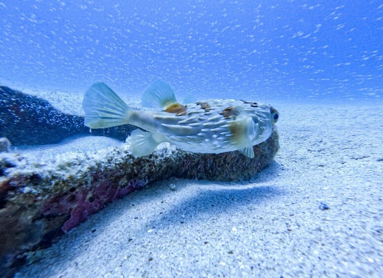 Picture 8 for Activity Scuba diving in a National Marine Park of Cabo Pulmo