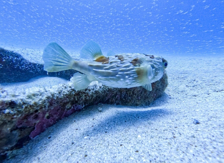 Picture 8 for Activity Scuba diving in a National Marine Park of Cabo Pulmo