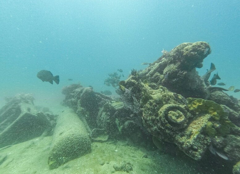 Picture 4 for Activity Scuba diving in a National Marine Park of Cabo Pulmo