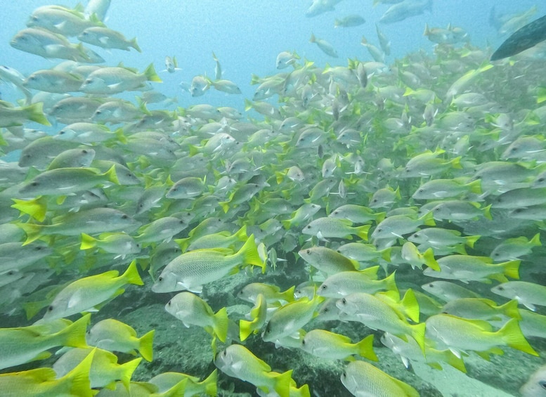 Picture 9 for Activity Scuba diving in a National Marine Park of Cabo Pulmo