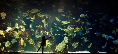 Entreekaart voor het aquarium van San Sebastian en stadswandeling