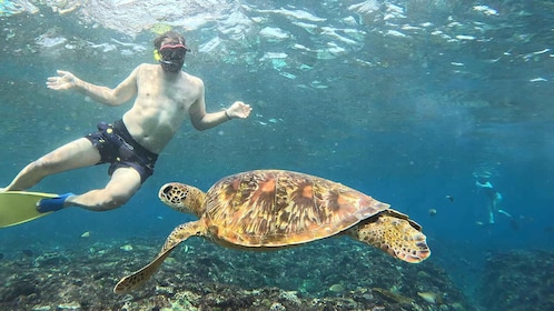 From Ceningan: Snorkelling with Turtle Experience