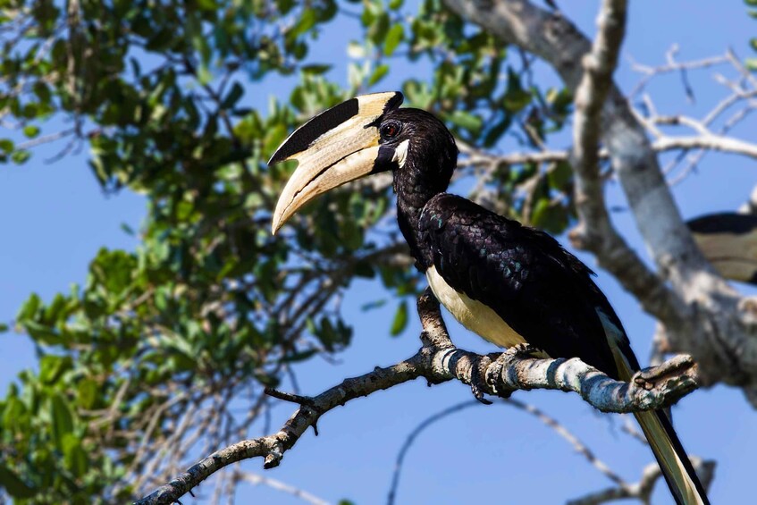 Picture 12 for Activity Hambantota Port: Yala National Park Wildlife Safari in a 4x4