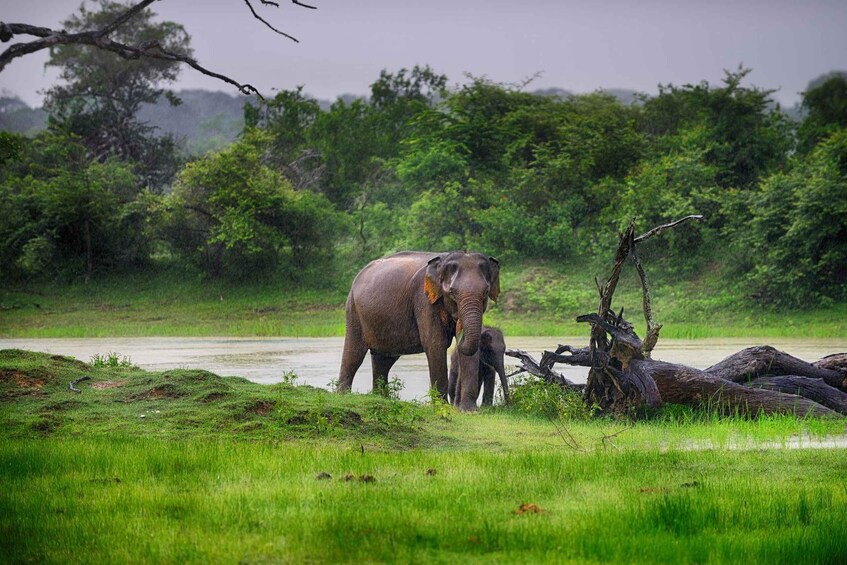 Picture 2 for Activity Hambantota Port: Yala National Park Wildlife Safari in a 4x4