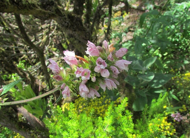 Picture 3 for Activity La Gomera: Garajonay National Park Forest Walk