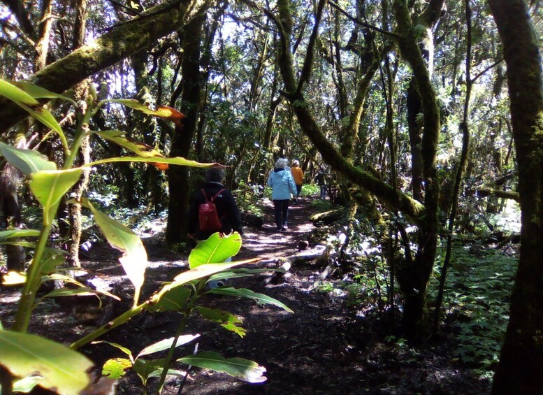 Picture 4 for Activity La Gomera: Garajonay National Park Forest Walk