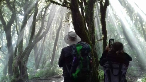 La Gomera: Garajonay National Park Forest Walk